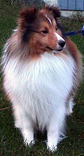 A dog image from https://images.dog.ceo/breeds/sheepdog-shetland/n02105855_3150.jpg