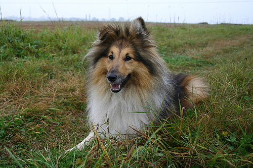 A dog image from https://images.dog.ceo/breeds/sheepdog-shetland/n02105855_3434.jpg