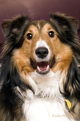 A dog image from https://images.dog.ceo/breeds/sheepdog-shetland/n02105855_4048.jpg