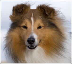 A dog image from https://images.dog.ceo/breeds/sheepdog-shetland/n02105855_4281.jpg