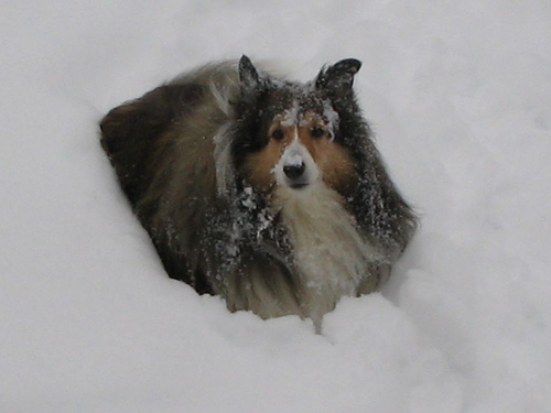 A dog image from https://images.dog.ceo/breeds/sheepdog-shetland/n02105855_5165.jpg