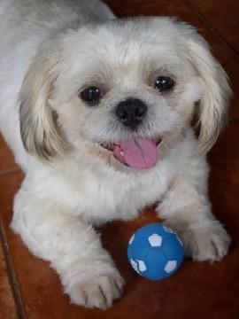 A dog image from https://images.dog.ceo/breeds/shihtzu/n02086240_1016.jpg