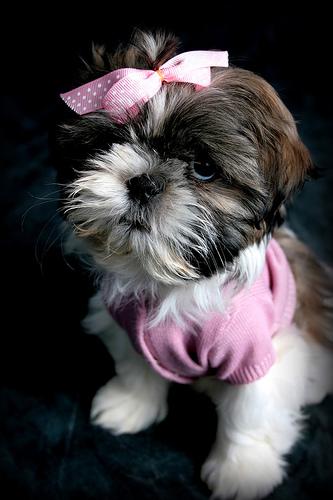 A dog image from https://images.dog.ceo/breeds/shihtzu/n02086240_1059.jpg