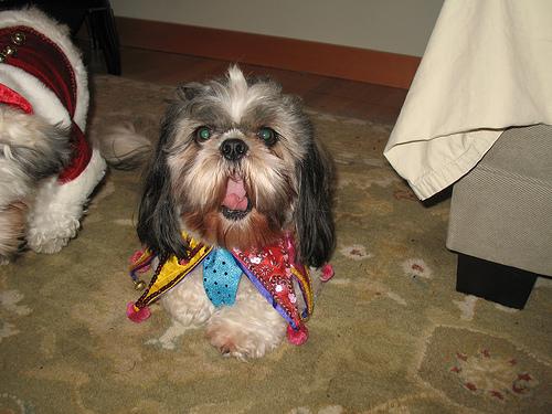 A dog image from https://images.dog.ceo/breeds/shihtzu/n02086240_11622.jpg