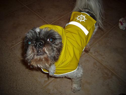 A dog image from https://images.dog.ceo/breeds/shihtzu/n02086240_1170.jpg