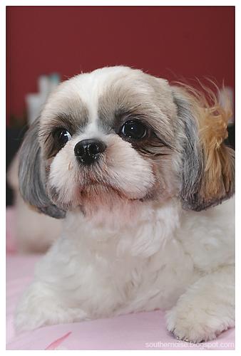 A dog image from https://images.dog.ceo/breeds/shihtzu/n02086240_1205.jpg