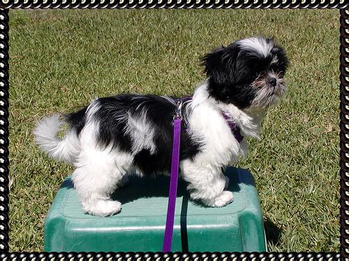 A dog image from https://images.dog.ceo/breeds/shihtzu/n02086240_12348.jpg