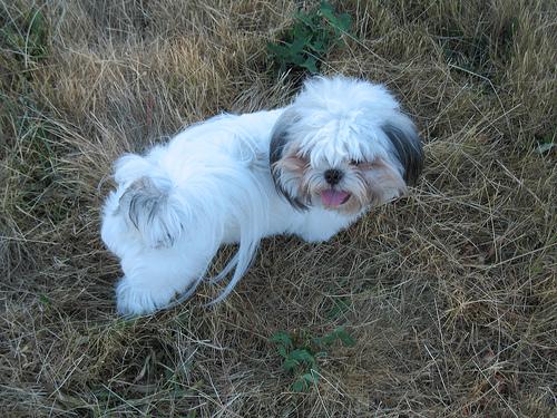 A dog image from https://images.dog.ceo/breeds/shihtzu/n02086240_126.jpg