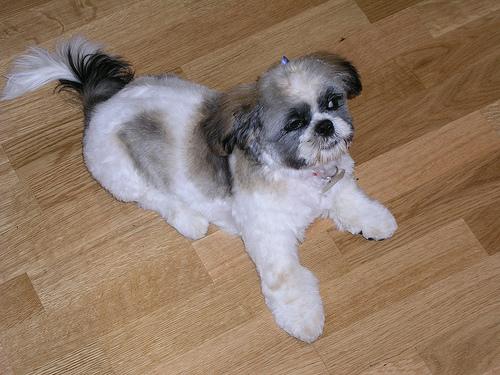 A dog image from https://images.dog.ceo/breeds/shihtzu/n02086240_135.jpg