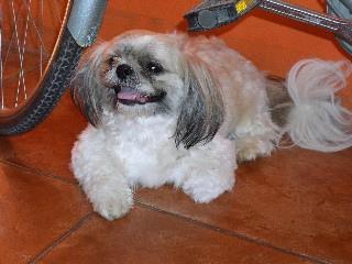 A dog image from https://images.dog.ceo/breeds/shihtzu/n02086240_1690.jpg