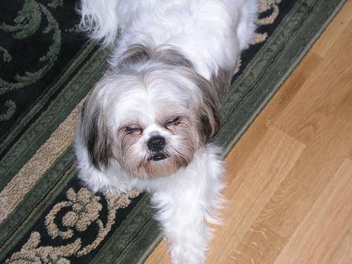 A dog image from https://images.dog.ceo/breeds/shihtzu/n02086240_1770.jpg