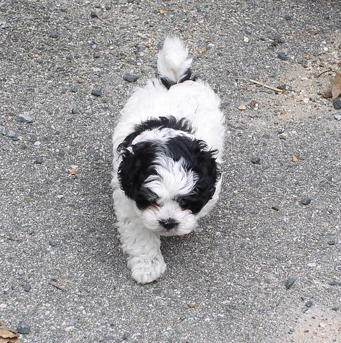 A dog image from https://images.dog.ceo/breeds/shihtzu/n02086240_1874.jpg