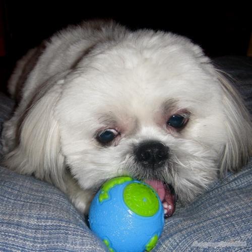 A dog image from https://images.dog.ceo/breeds/shihtzu/n02086240_2077.jpg