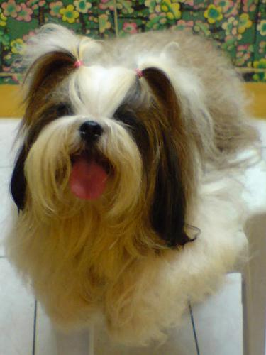 A dog image from https://images.dog.ceo/breeds/shihtzu/n02086240_2113.jpg