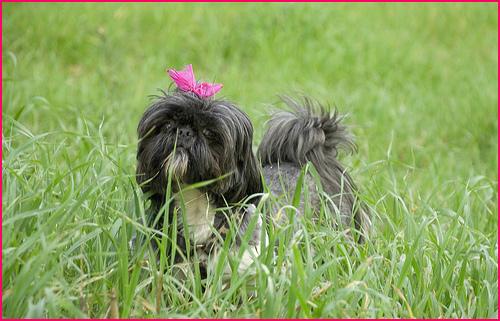 A dog image from https://images.dog.ceo/breeds/shihtzu/n02086240_2710.jpg