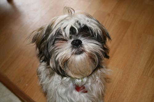 A dog image from https://images.dog.ceo/breeds/shihtzu/n02086240_3186.jpg