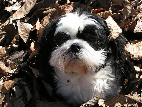 A dog image from https://images.dog.ceo/breeds/shihtzu/n02086240_3217.jpg