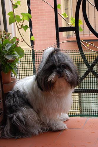 A dog image from https://images.dog.ceo/breeds/shihtzu/n02086240_3489.jpg