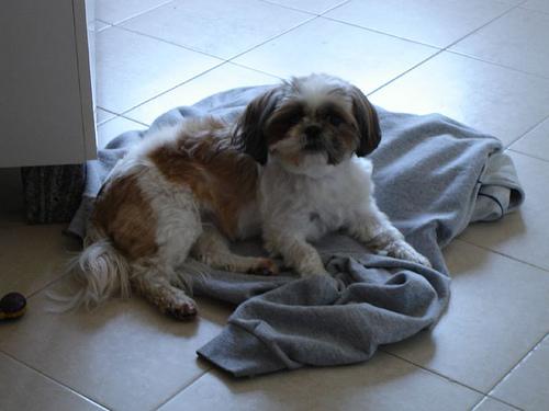 A dog image from https://images.dog.ceo/breeds/shihtzu/n02086240_3558.jpg