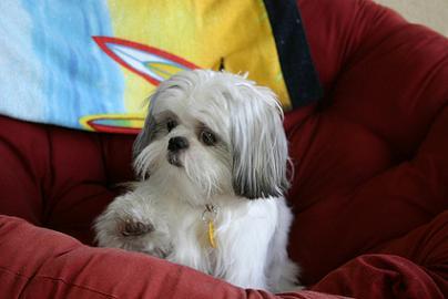 A dog image from https://images.dog.ceo/breeds/shihtzu/n02086240_3582.jpg