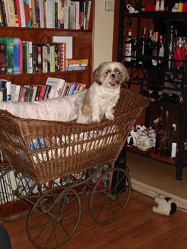 A dog image from https://images.dog.ceo/breeds/shihtzu/n02086240_3814.jpg