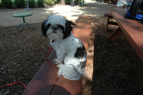 A dog image from https://images.dog.ceo/breeds/shihtzu/n02086240_3827.jpg