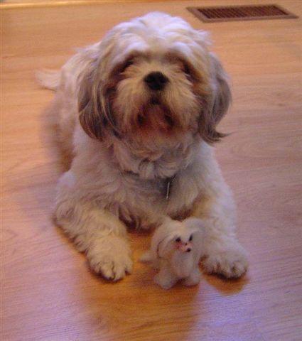 A dog image from https://images.dog.ceo/breeds/shihtzu/n02086240_4127.jpg