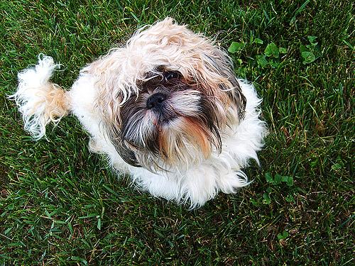 A dog image from https://images.dog.ceo/breeds/shihtzu/n02086240_4449.jpg