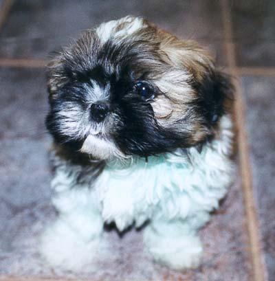 shihtzu