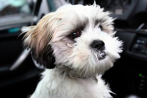 A dog image from https://images.dog.ceo/breeds/shihtzu/n02086240_4625.jpg