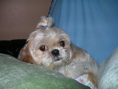 A dog image from https://images.dog.ceo/breeds/shihtzu/n02086240_4808.jpg