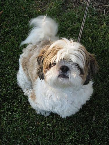 shihtzu