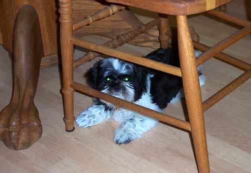 A dog image from https://images.dog.ceo/breeds/shihtzu/n02086240_5096.jpg