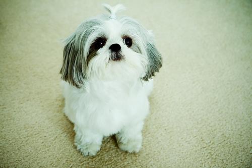 A dog image from https://images.dog.ceo/breeds/shihtzu/n02086240_5554.jpg