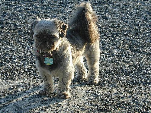 A dog image from https://images.dog.ceo/breeds/shihtzu/n02086240_5976.jpg