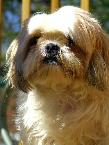 A dog image from https://images.dog.ceo/breeds/shihtzu/n02086240_61.jpg