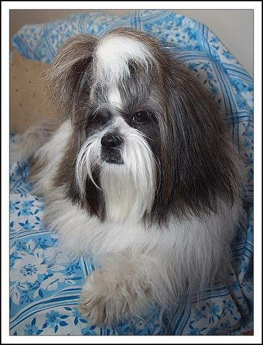 A dog image from https://images.dog.ceo/breeds/shihtzu/n02086240_6269.jpg