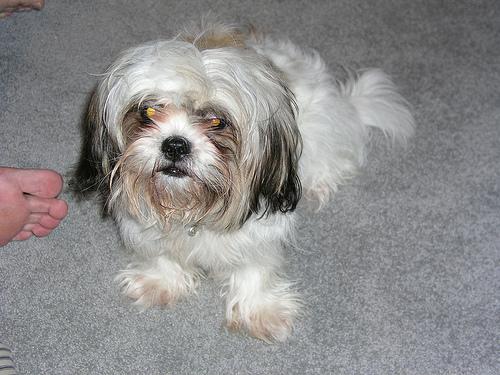 A dog image from https://images.dog.ceo/breeds/shihtzu/n02086240_6585.jpg