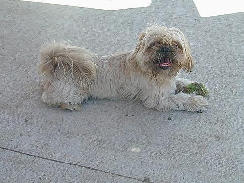 A dog image from https://images.dog.ceo/breeds/shihtzu/n02086240_6819.jpg