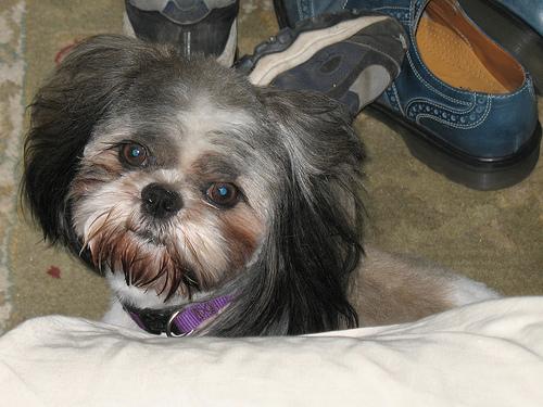 A dog image from https://images.dog.ceo/breeds/shihtzu/n02086240_6833.jpg