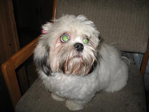 A dog image from https://images.dog.ceo/breeds/shihtzu/n02086240_6898.jpg