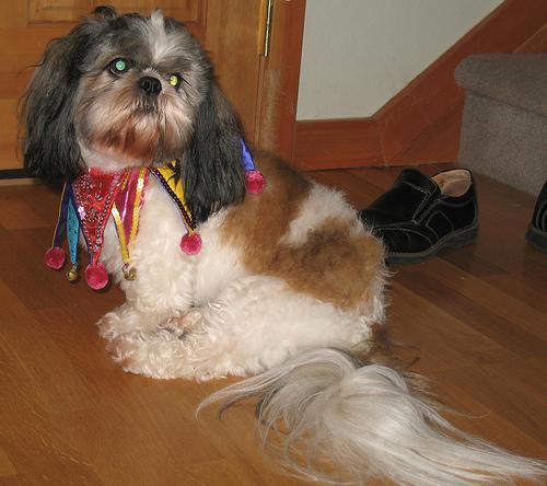 A dog image from https://images.dog.ceo/breeds/shihtzu/n02086240_6992.jpg