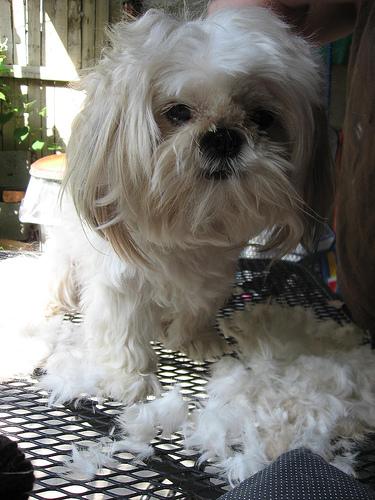 A dog image from https://images.dog.ceo/breeds/shihtzu/n02086240_7100.jpg