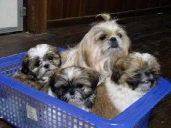 A dog image from https://images.dog.ceo/breeds/shihtzu/n02086240_7205.jpg