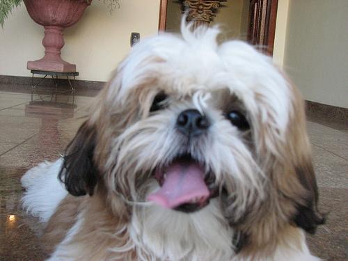 A dog image from https://images.dog.ceo/breeds/shihtzu/n02086240_7207.jpg