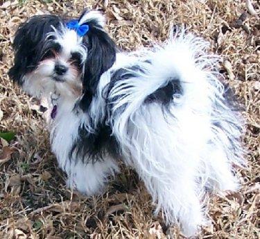 A dog image from https://images.dog.ceo/breeds/shihtzu/n02086240_7349.jpg