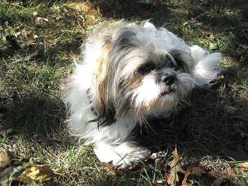 A dog image from https://images.dog.ceo/breeds/shihtzu/n02086240_745.jpg