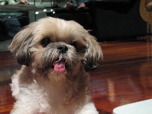 shihtzu