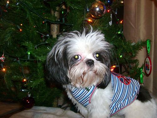 A dog image from https://images.dog.ceo/breeds/shihtzu/n02086240_818.jpg