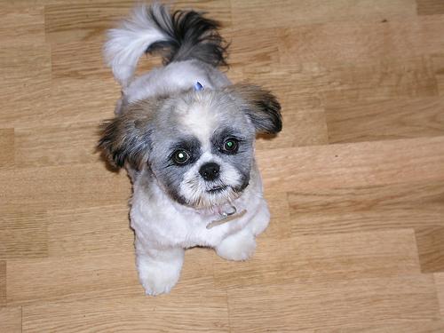 A dog image from https://images.dog.ceo/breeds/shihtzu/n02086240_8205.jpg